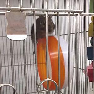 Hamster_ Runs_on_Top_of_Wheel.jpg